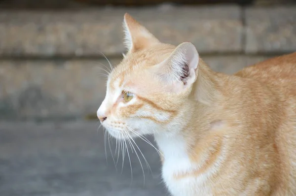 Close up gato bonito — Fotografia de Stock