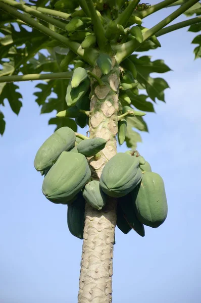 Зелене папайя в фруктовому саду — стокове фото