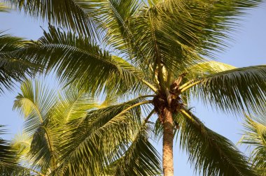 Hindistan cevizi ağacı doğa bahçesinde