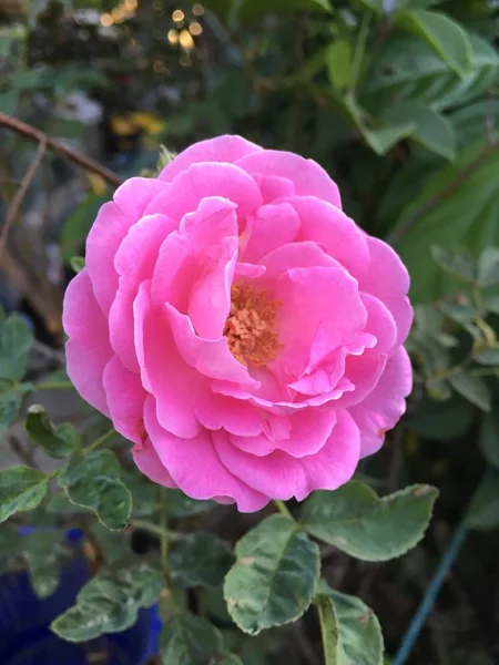 Pink damask rose flower — Stock Photo, Image