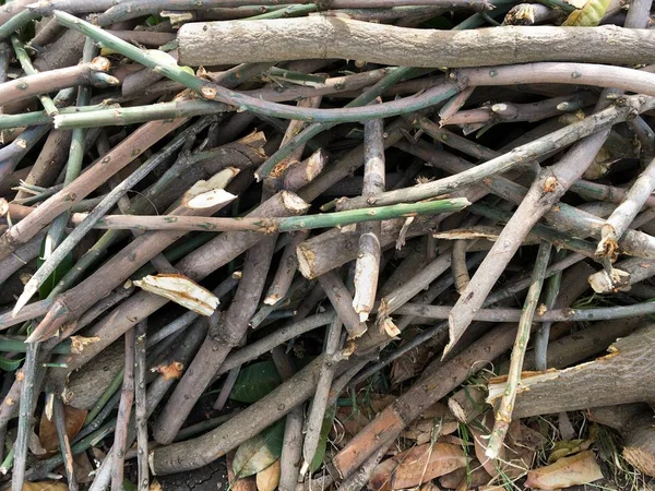 ahşap kesilmiş ağaç Ormansız 