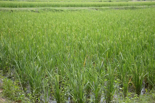 Green rice tree in country Thailand — Stock Photo, Image