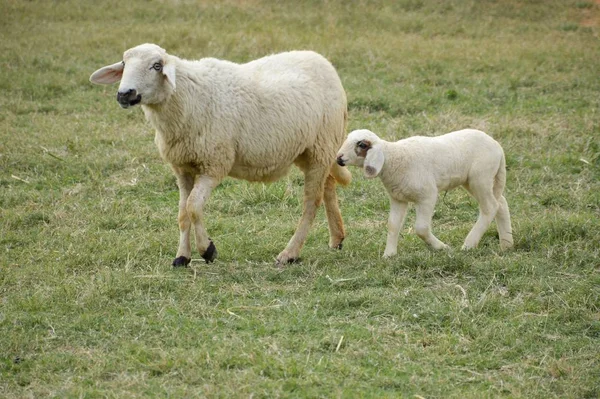 Cute owiec w ogrodzie przyrody — Zdjęcie stockowe