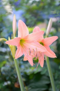 Hippeastrum johnsonii çiçek 