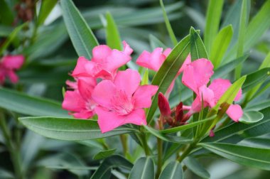 Nerium oleander çiçek