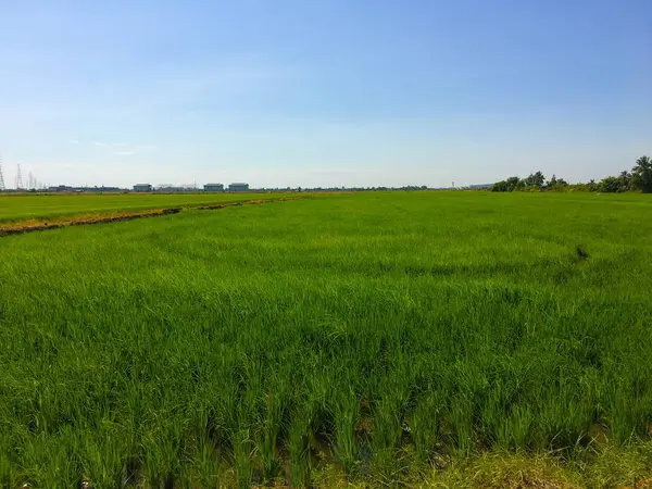 Albero di riso verde nel paese — Foto Stock