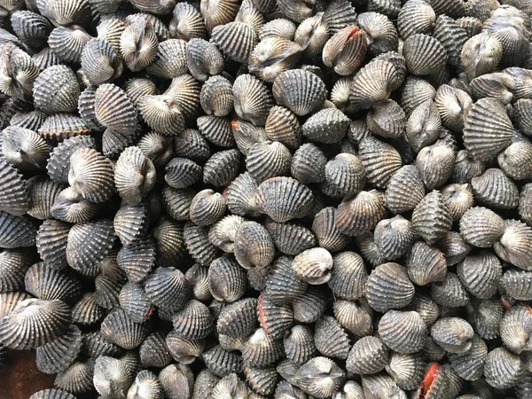 taze anadara granosa ham pazarında