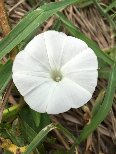白い沼朝顔の花 — ストック写真