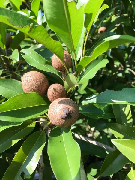 Manilkara zapota meyve doğa Bahçe
