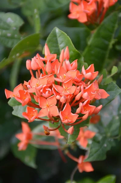 Red Ixora coccinea flower — Stock Photo, Image