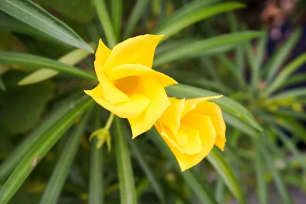 Sarı zakkum çiçeği