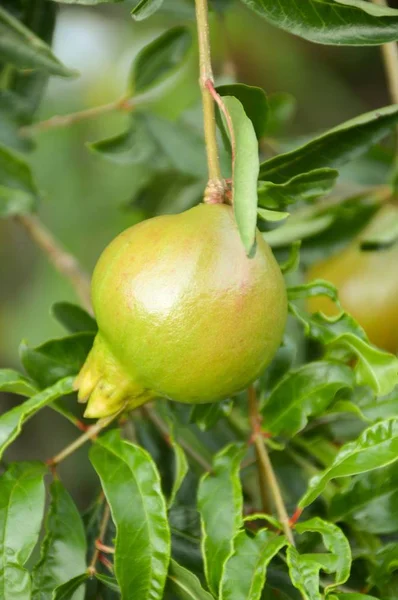 Punica granatum fruit — Stock Photo, Image