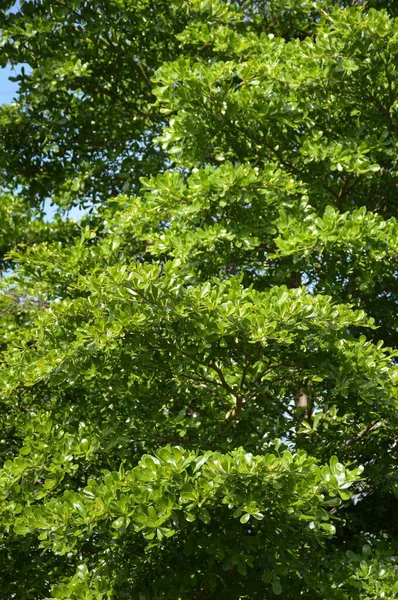 Terminalia ivorensis doğada Bahçe bırakır