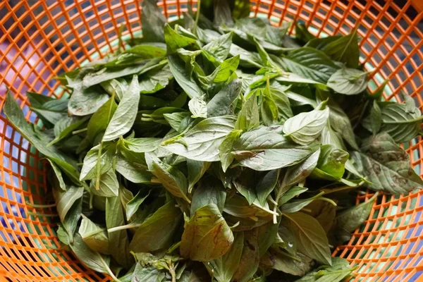 Ocimum basilicum üzerinde plastik sepet bırakır