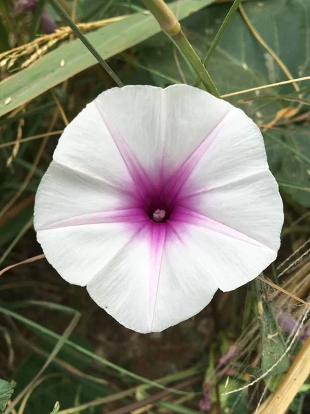 Kwiat rannej sławy biały błotny — Zdjęcie stockowe