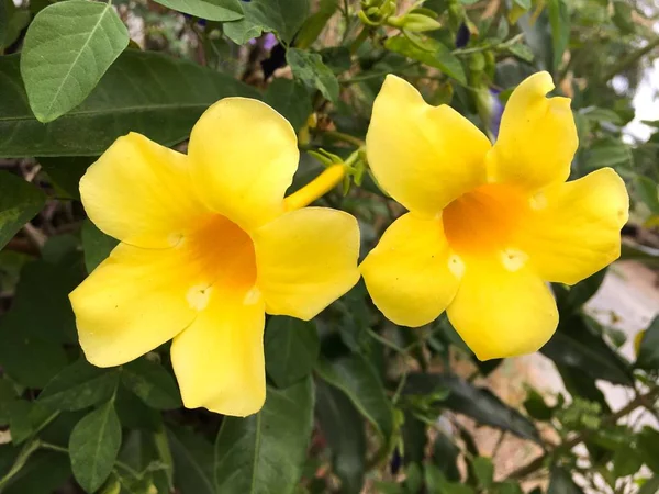 Allamanda κίτρινο λουλούδι — Φωτογραφία Αρχείου