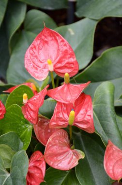 Doğa Bahçe Flamingo çiçeği