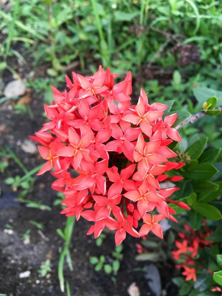 Ixora κόκκινο λουλούδι coccinea — Φωτογραφία Αρχείου