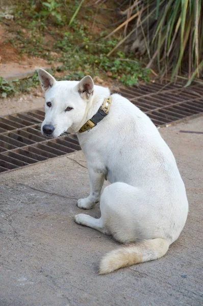 Blanco lindo perro —  Fotos de Stock