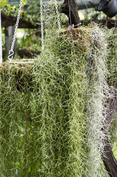 Tillandsia usneoides doğa bahçesinde bitki yetiştiriyor.