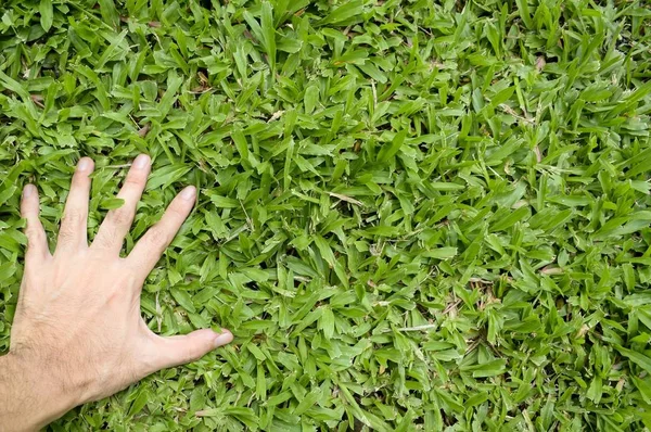 มือสัมผัสสนามหญ้าสีเขียว — ภาพถ่ายสต็อก