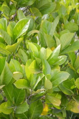 Artocarpus heterophyllus yaprak 