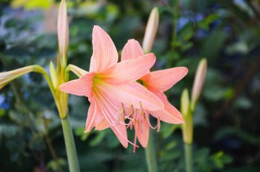 Hippeastrum johnsonii çiçek