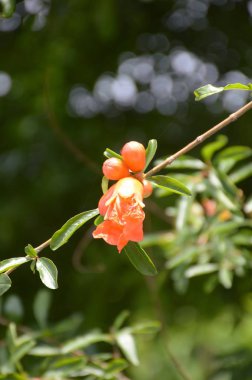 Punica granatum çiçek