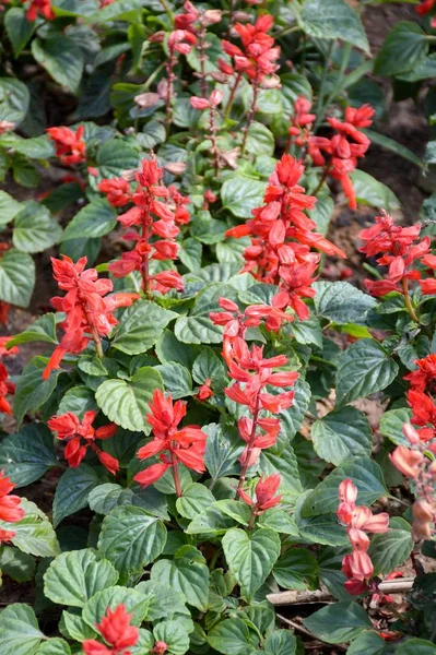 Red salvia splendens flower — Stock Photo, Image