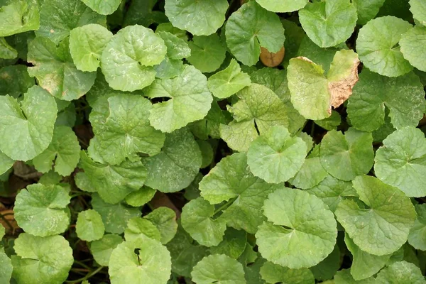 Verde Centella asiatica planta no jardim da natureza — Fotografia de Stock