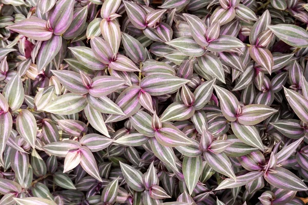Tradescantia zebrina bitki