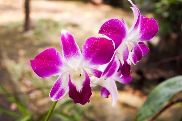 Paarse orchidee bloem — Stockfoto