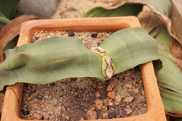 Welwitschia mirabilis plantas — Fotografia de Stock