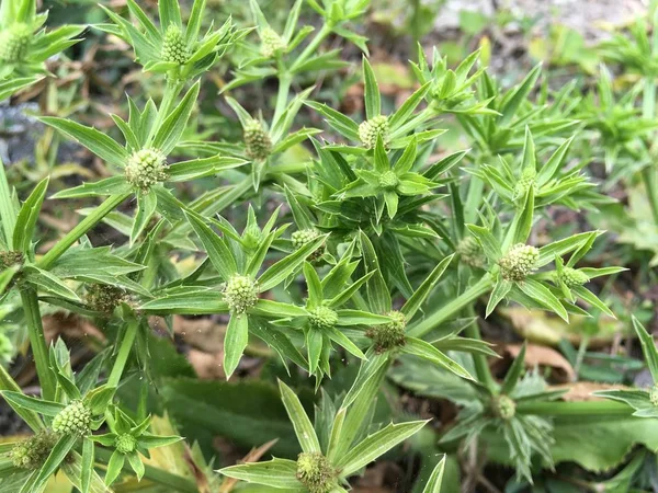 Grüne Eryngium foetidum Pflanze im Naturgarten — Stockfoto