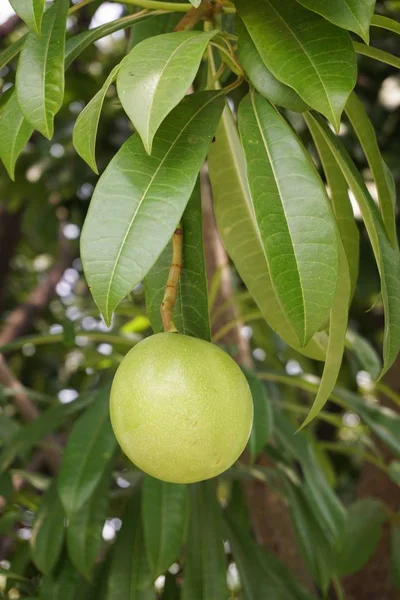 Fresh green cerbera odollam fruit in nature garden — Stock Photo, Image