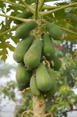 Meyve bahçesinde yeşil papaya ağacı