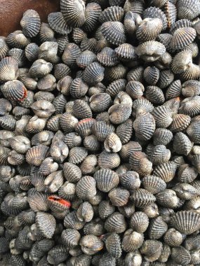 taze anadara granosa ham pazarında