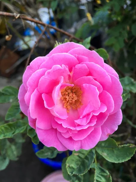 粉红色的大马士革玫瑰花朵 — 图库照片