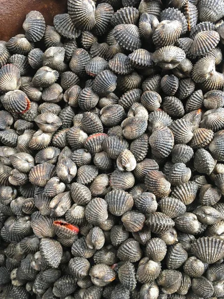 taze anadara granosa ham pazarında