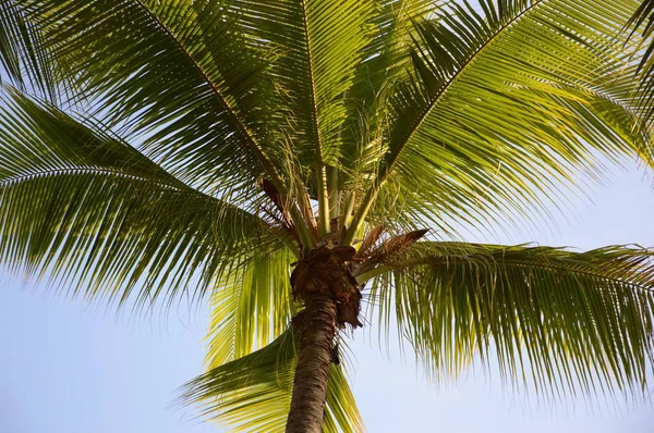 Hindistan cevizi ağacı doğa bahçesinde