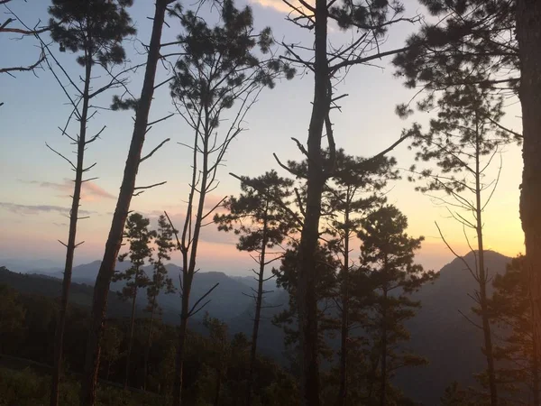 Luz solar na floresta — Fotografia de Stock