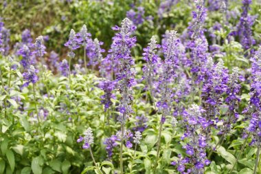 mor salvia doğa bahçesindeki çiçekleri görkemlendirir.
