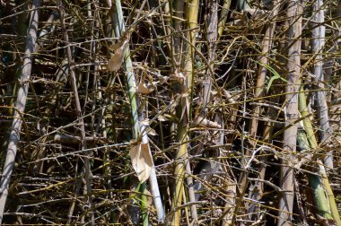 Kuru bambu kabuk ağacı 