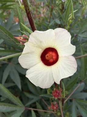 Hibiscus sabdariffa çiçek 