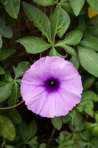 Flor de Ipomoea cairica — Foto de Stock