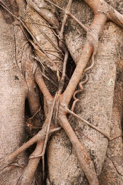 Écorce de banyan texture d'arbre — Photo