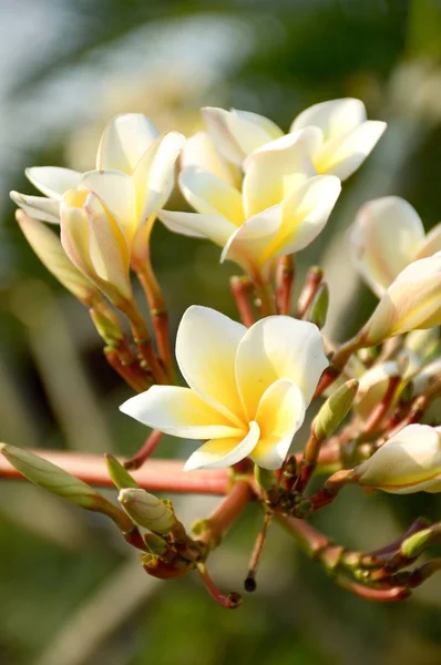 Plumeria biały kwiat — Zdjęcie stockowe