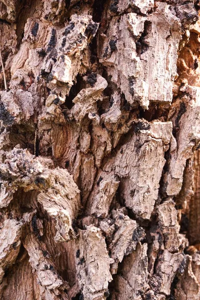 Torr bark träd textur i natur trädgård — Stockfoto