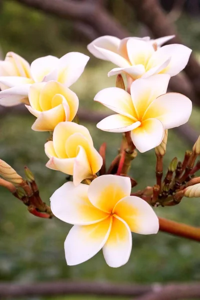 Fleur plumeria blanche — Photo