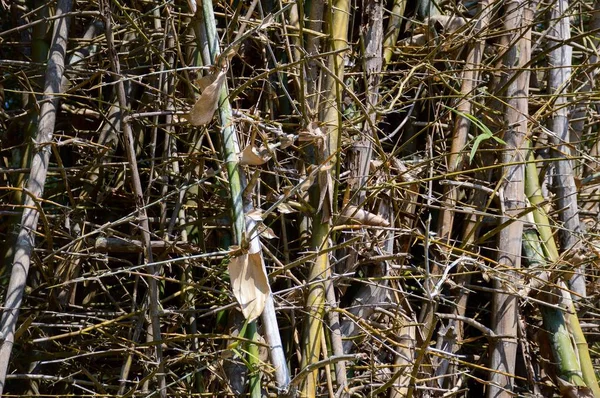 Kuru bambu kabuk ağacı 
